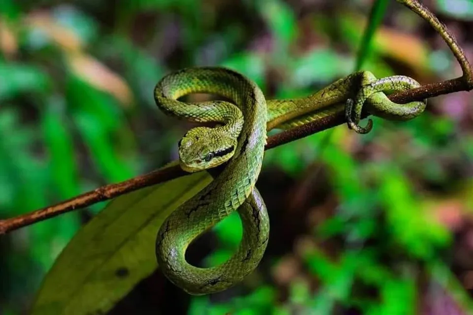 Kanneliya Forest Reserve: Sri Lanka’s Quiet Emerald Secret