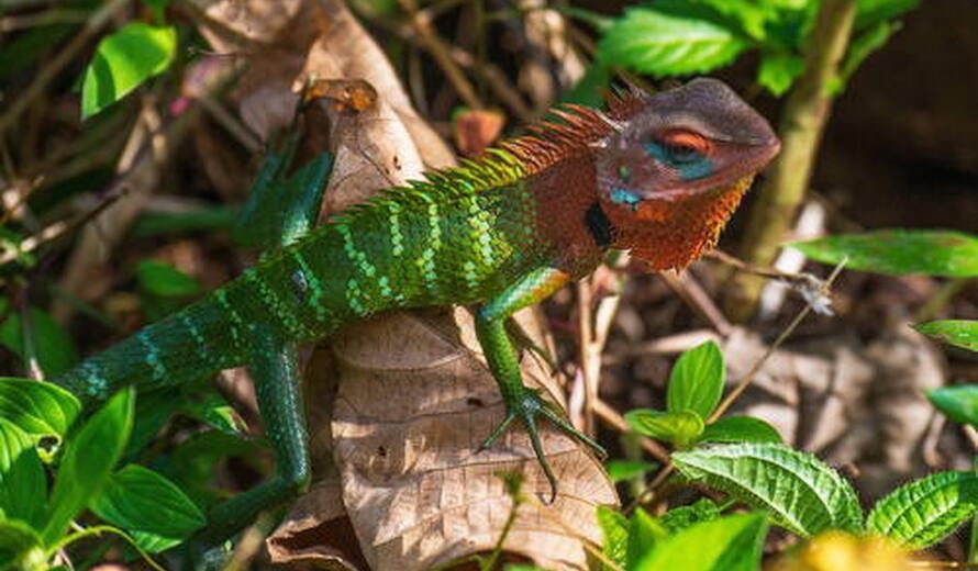 Sinharaja Forest Reserve: Where Sri Lanka’s Wild Heart Still Beats