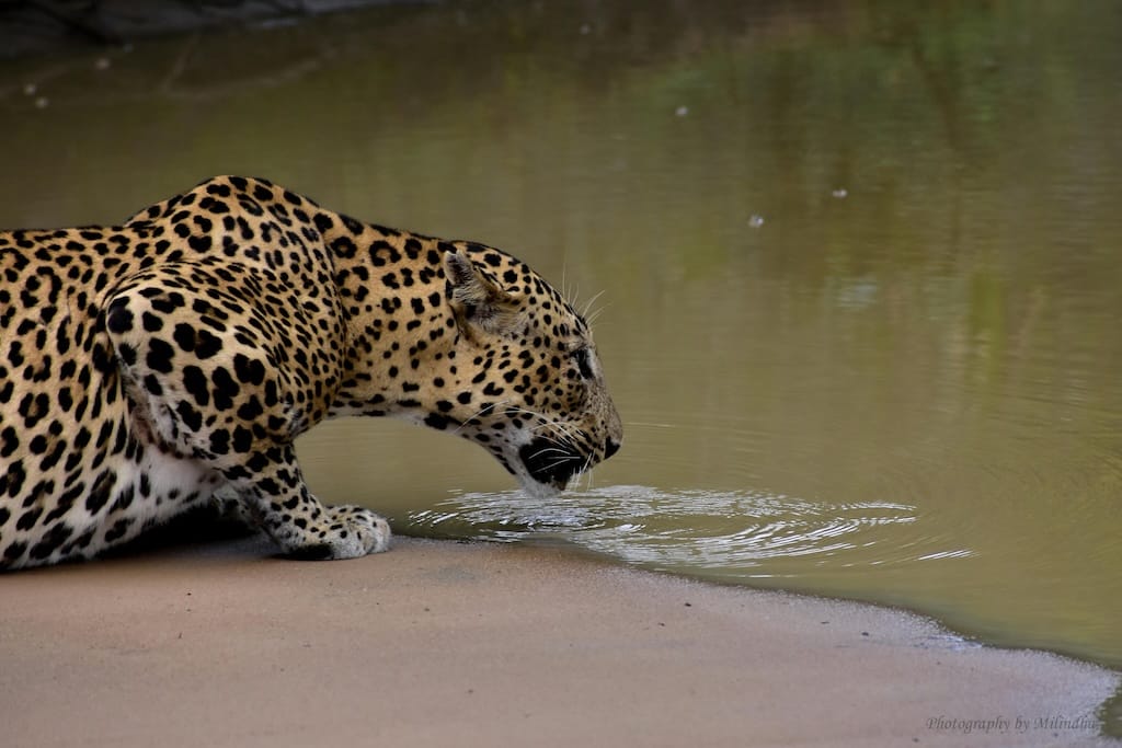 How to See Leopards in Yala: A Guide to Sri Lanka’s Elusive Big Cat