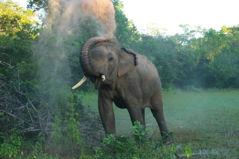 Wildlife